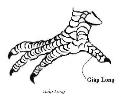 Giap long